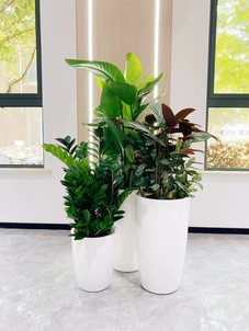 宁波奉化绿植租摆服务好